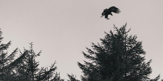 В том числе сфотографировал краснокнижного белоплечего орлана. В том числе сфотографировал краснокнижного белоплечего орлана.