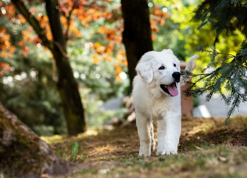 В итоге за неправильный выгул собак оштрафовали семь нарушителей. Фото Pixabay.