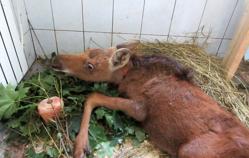 Несмотря на все усилия ветеринаров лосенка не смогли спаст. Фото vk.com/veles_spb.