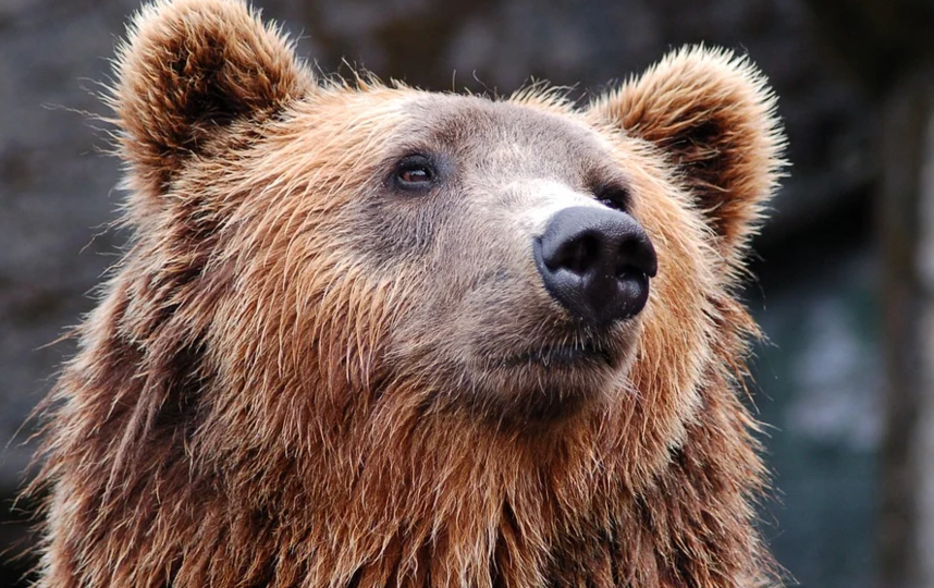 Охотоведы застрелили медведя. Фото Pixabay.