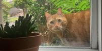 Catspotting      -     