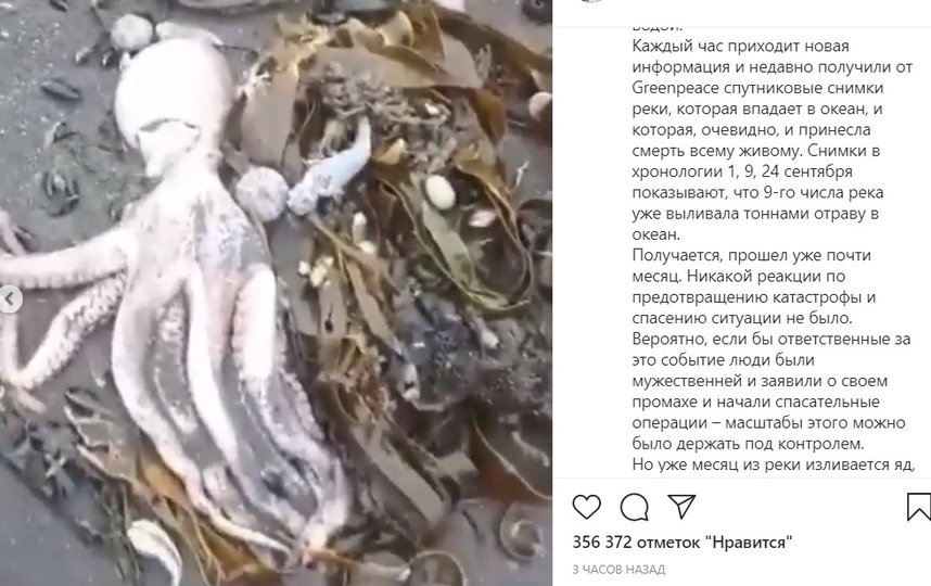 Гибель морских животных на камчатке 2020. Экологическая катастрофа на Камчатке 2020. На Камчатке произошла экологическая катастрофа. Массовая гибель морских животных на Камчатке. Массовая гибель морских животных на Камчатке (2020).