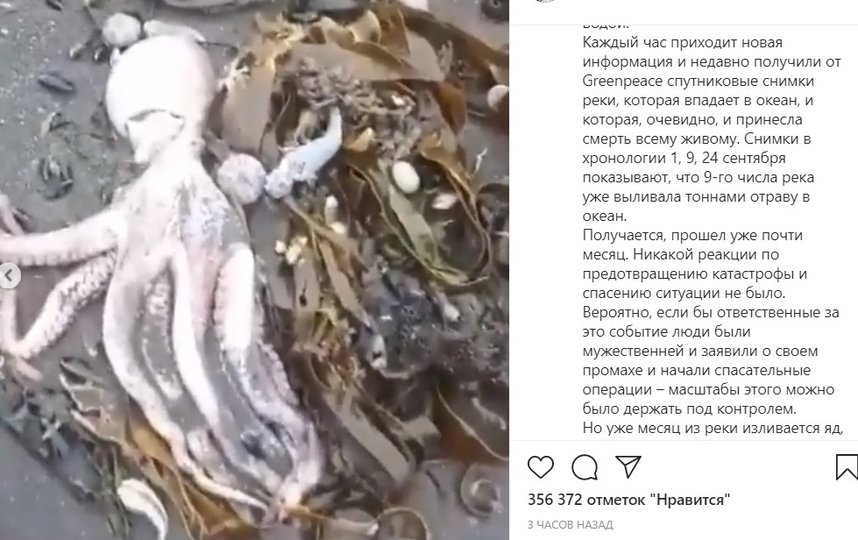 На Камчатке тысячи животных выбрасываются на берег. Фото instagram.com/yurydud/.