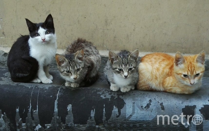 Коты. Фото Кириллова Юлия., "Metro"