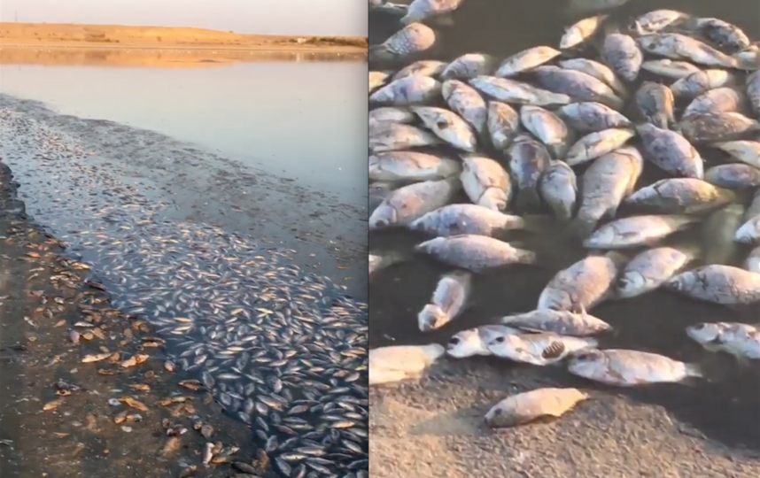 Мертвая рыба на берегу водохранилища. Фото Скриншот Instagram: @sanchir_goryaev, "Metro"