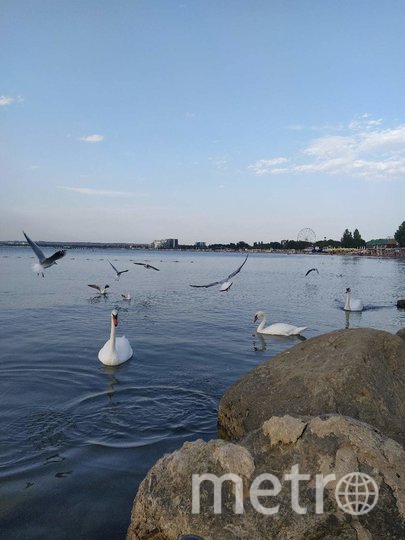 Лебедей ищите на центральном пляже. Фото Евгения Назарова, "Metro"