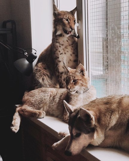 Рысь Фото Новый Год