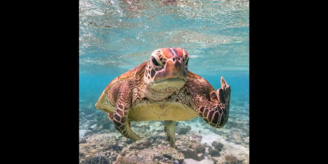 "Terry The Turtle Flipping The Bird".