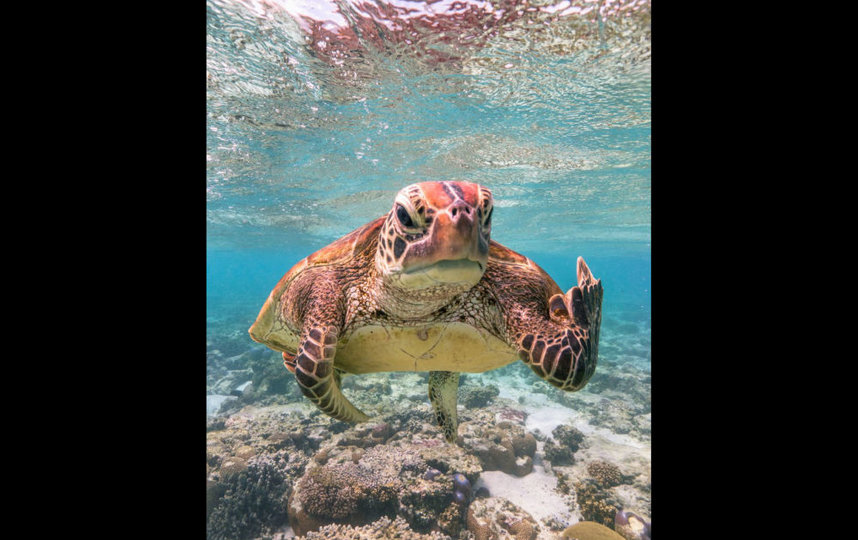 "Terry The Turtle Flipping The Bird".  Mark Fitzpatrick, https://www.comedywildlifephoto.com/