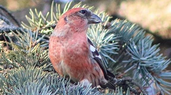 Орнитологи рассказали, каких птиц можно будет увидеть зимой в Петербурге.Metro