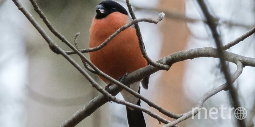 Орнитологи рассказали, каких птиц можно будет увидеть зимой в Петербурге..Metro