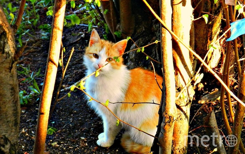 Рыжую кошку я сфотографировала в Ленобласти. Фото Елена Качаровская, "Metro"