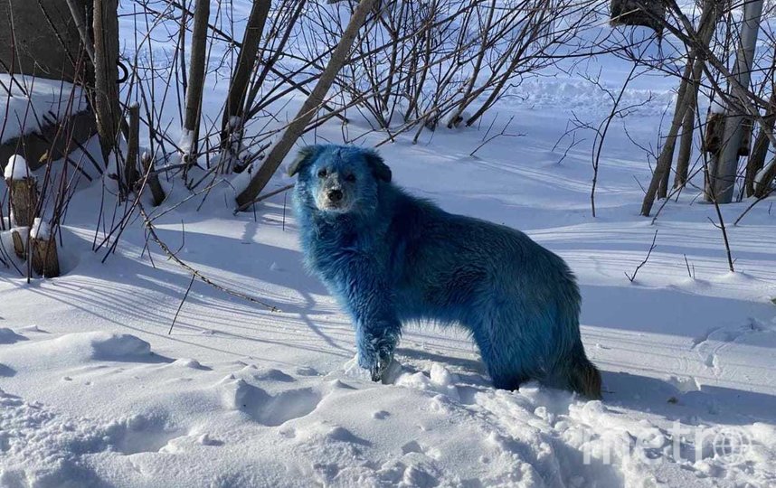 Голубые собаки удивили местных жителей: откуда они появились в Дзержинске