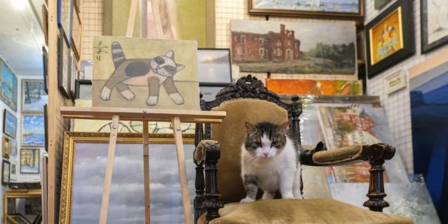 11 лет кот Шпатель работает в галерее "Мансарда художников".