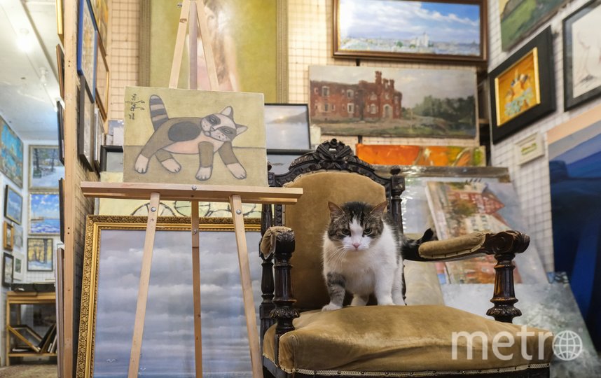 11 лет кот Шпатель работает в галерее "Мансарда художников". Фото Алена Бобрович., "Metro"