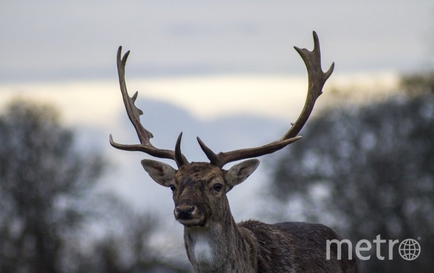 Фотограф из Мурманска снял гипнотическое видео: зачем олени водят хоровод