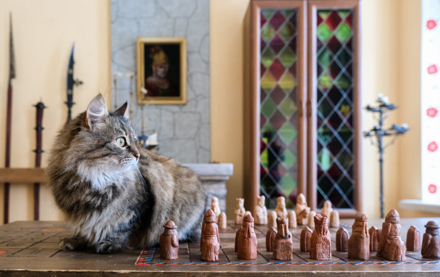 Когда грациозная Дульсинея играет в шахматы, ни одна фигура не падает с доски. Фото Алена Бобрович, "Metro"