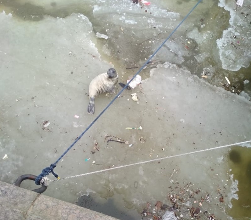 Серого тюлененка вытащили из Крюкова канала. Фото vk.com/sealrescue.