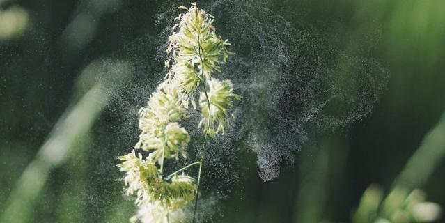 В период цветения растений пыльца разносится ветром на многие километры вокруг.