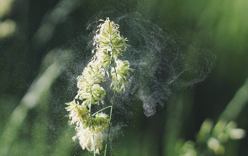 В период цветения растений пыльца разносится ветром на многие километры вокруг. Фото pixabay