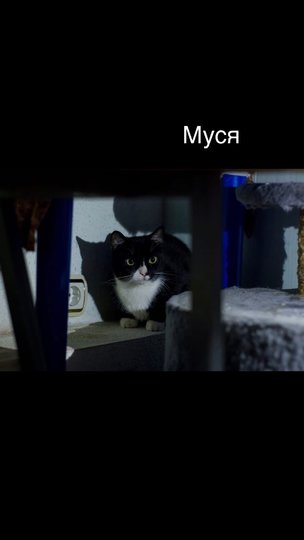Хвостатых до сих пор ищут. Фото "Пушистые лапки - приют для кошек СПб #лапкивдом".
