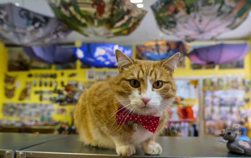 Магазин кошечек. Кошка в магазине. Магазин петербургских котов. Коты Питера магазин. Яшкин кот.