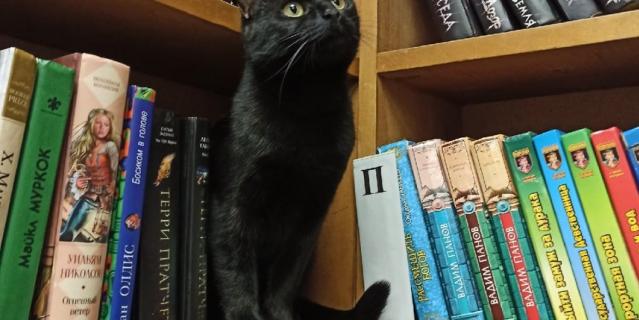 Чёрная кошка Багира Ивановна.