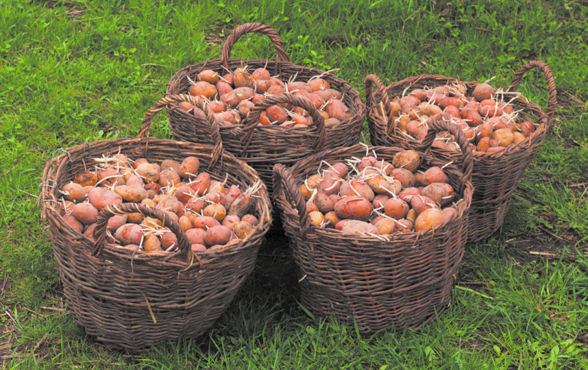 Сажают картофель в начале мая. Фото pixabay.com