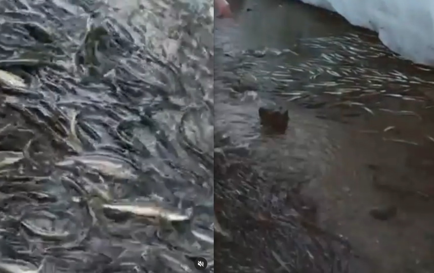 В Магаданской области люди собирали навагу вручную: почему рыба оказалась на берегу