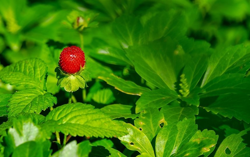 Министерство природы РФ ужесточает правила сбора лесных ягод и грибов. Фото Pixabay