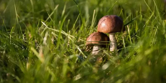 Министерство природы РФ ужесточает правила сбора лесных ягод и грибов.