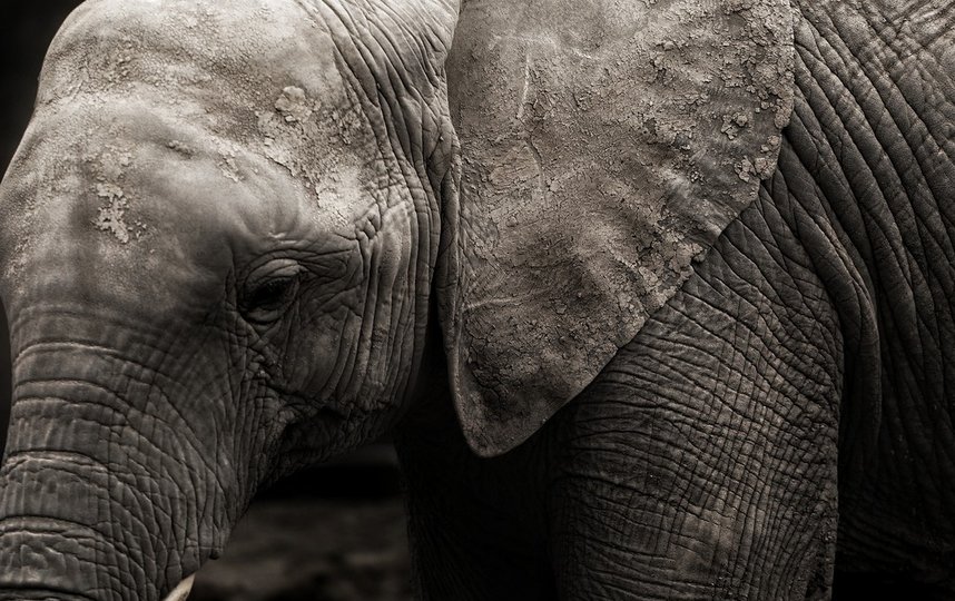 Американский суд рассмотрит первый в истории иск слонихи против зоопарка. Фото pixabay.