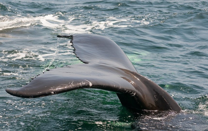 Обнаруженное в Лондоне животное оказалось детенышем кита Минке. Фото pixabay.com