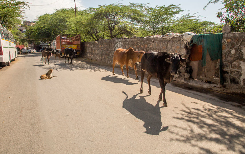 В индуизме корова является священным животным. Фото Getty