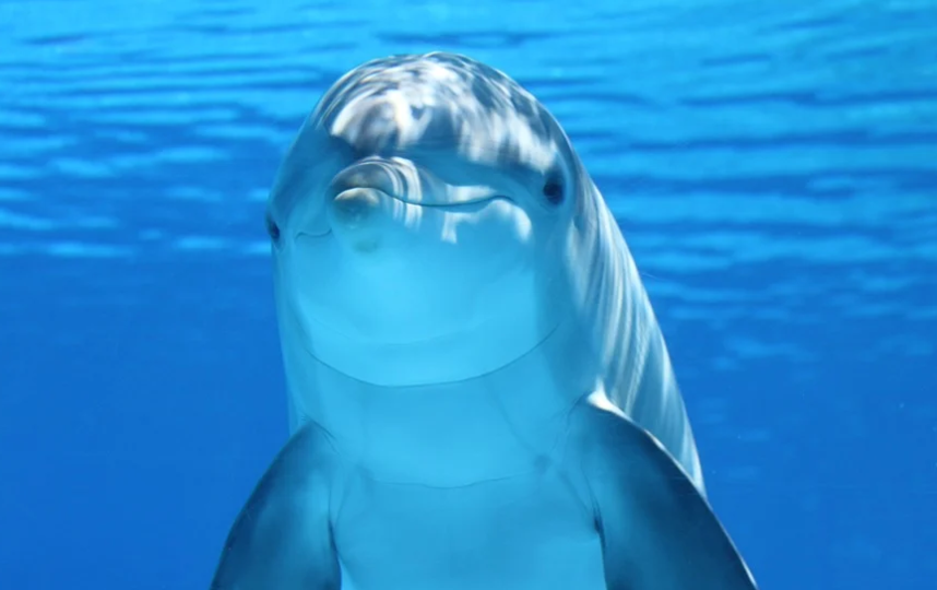 Правительство предложило запретить добычу китов и дельфинов. Фото Pixabay.