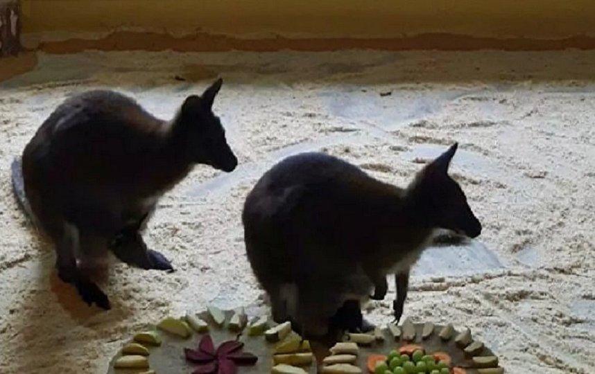 В белгородском зоопарке родились три детеныша кенгуру. Фото vk.com/belzoo31.