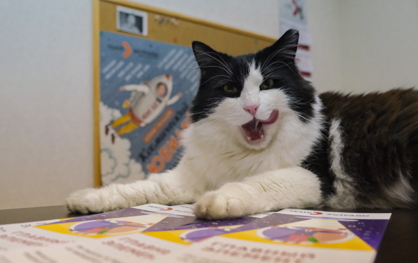 Яша – главный и любимый кот в театре. Фото Алена Бобрович, "Metro"