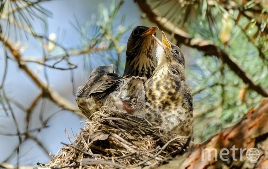 Родители кормят птенцов червяками. Фото Алена Бобрович, "Metro"
