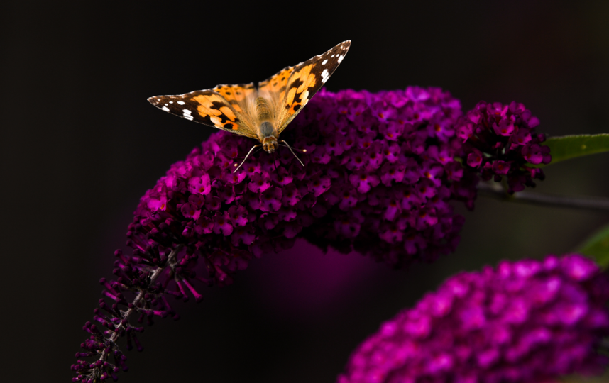 Взрослые бабочки потребляют только жидкости, которые попадают в их организм через хоботок. Фото Getty