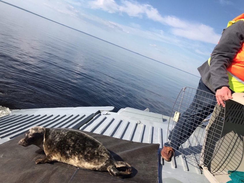 Прощание с серыми тюленями состоялось на корабле Балтийского флота. Фото https://vk.com/sealrescue, vk.com