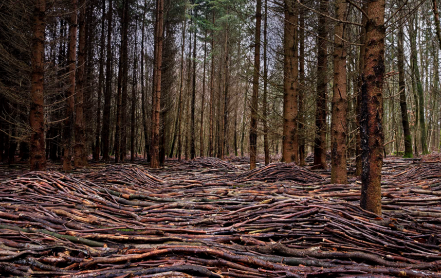Деревянные волны в лесу. Фото METRO WORLD NEWS