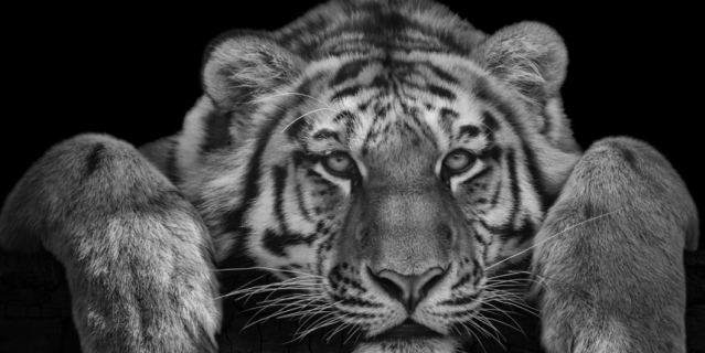 Тигр.