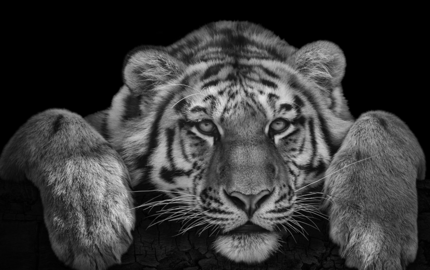 Тигр. Фото Михаил Киракосян
