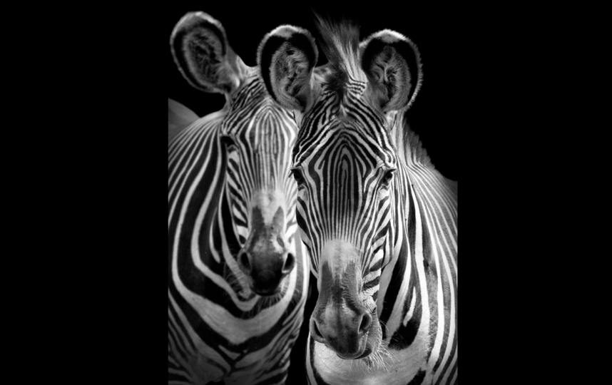 Зебры. Фото Михаил Киракосян