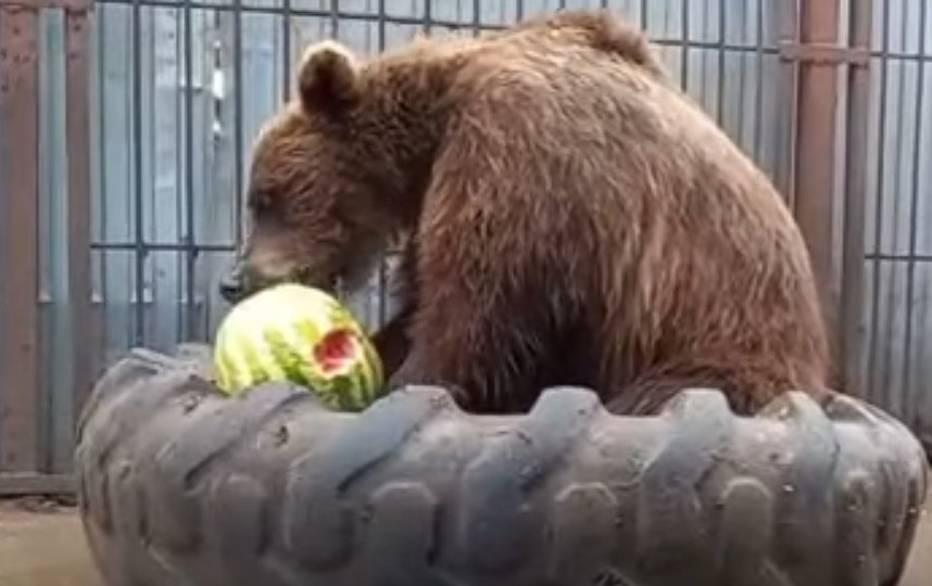 Медведи едят арбузы во время жары. Фото vk.com/veles_spb.