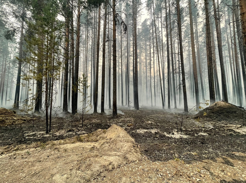 В Карелии бушуют лесные пожары. Фото https://vk.com/aparfenchikov, vk.com