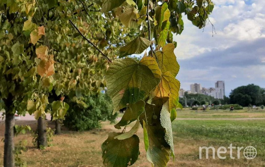 В Петербурге раньше срока начали желтеть деревья. Фото Юлия Журавлева, "Metro"
