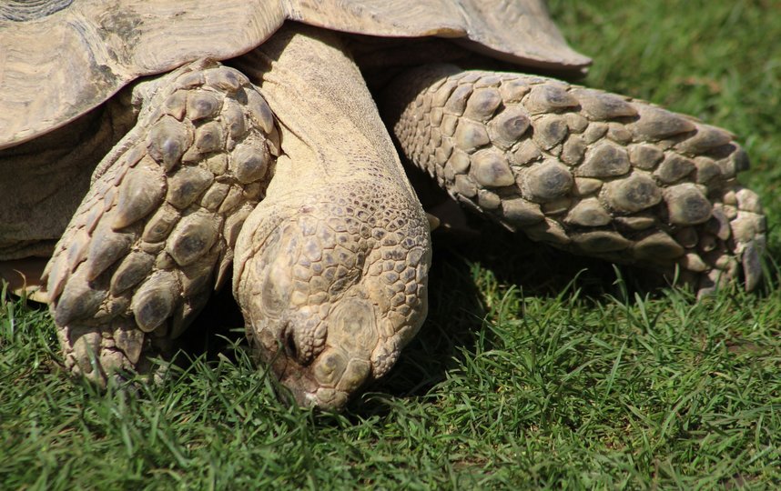 Черепахи считаются символом мудрости, но это из-за возраста. Фото Pixabay