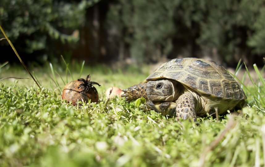 Черепахи гораздо умнее, чем вы думали. Фото Pixabay