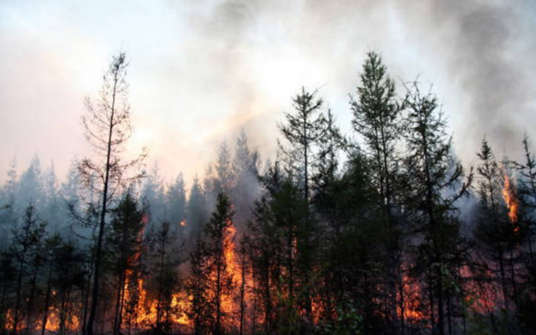 Всего в Якутии было зафиксировано 1227 лесных пожаров. Фото Getty